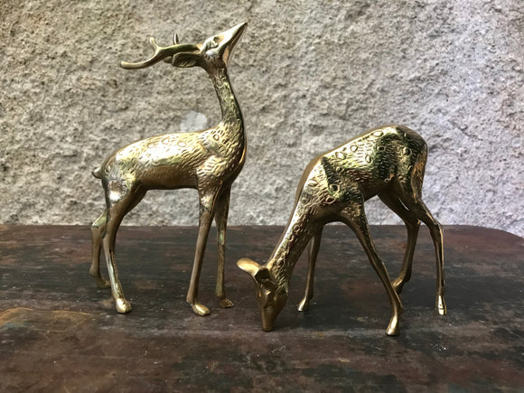 Couple cerf et biche