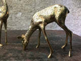 Couple cerf et biche