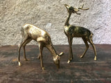 Couple cerf et biche